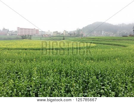 Screw field,Luoping，Yunnan ，China. here the terrace is a circle, far from looking like screw rotation pattern.
