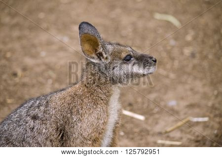 this is a close up of a tammar wallaby