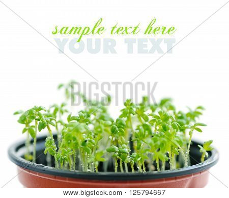 Fresh garden cress (LEPIDIUM SATIVUM). Close up
