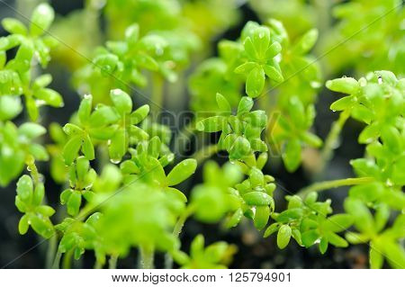 Close-up of Lepidium sativum or cress leaves of fresh sprouts growing