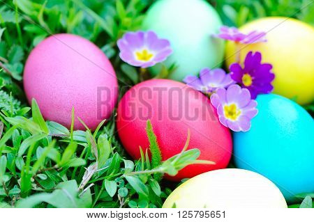 Colored easter eggs with flowers primrose on green grass