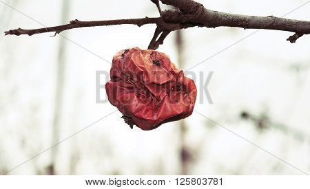 Wrinkled rotten apple on a white background.
** Note: Soft Focus at 100%, best at smaller sizes