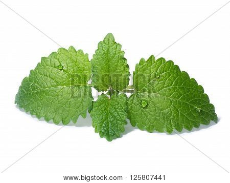 Lemon Balm (melissa Officinalis)