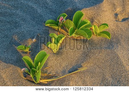 Goats foot creeper on beach on shore of Red Sea, Egypt, at sunset