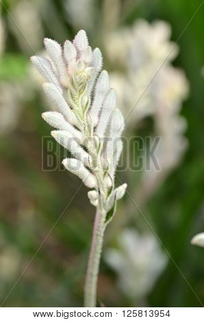 Closeup Of Kangaroo Paw Plant