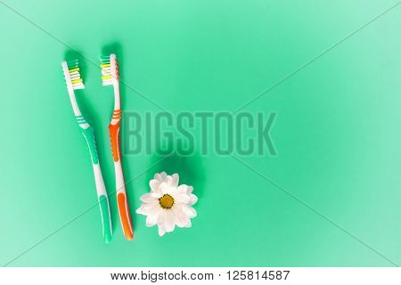 Two toothbrushes and chamomile flowers on a light green background. The concept of natural cosmetics for health. You and me. View from above