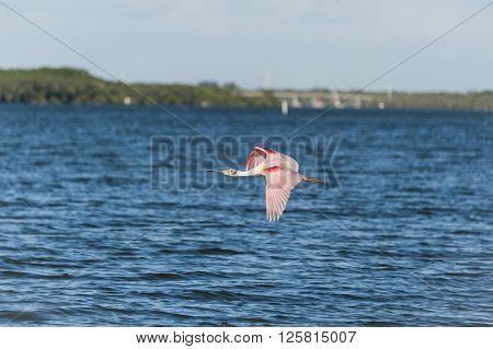 Roseate Spoonbill flying against Tampa Bay backdrop