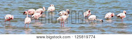 Lesser Flamingos feeding early in the morning
** Note: Visible grain at 100%, best at smaller sizes