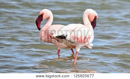 Lesser Flamingos feeding early in the morning