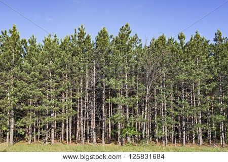 A thick evergreen forest stands on the edge of a meadow in Michigan.