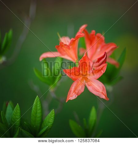 The Saturnus flowers on a green background** Note: Visible grain at 100%, best at smaller sizes