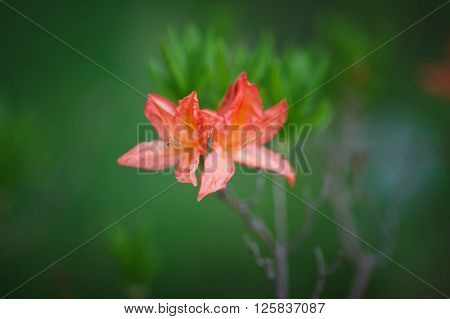 The Saturnus flowers on a green background** Note: Visible grain at 100%, best at smaller sizes