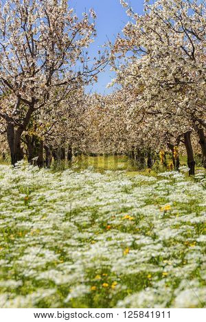 Colors of Apulia. Spring rural landscape: cherry blossoms on flowering meadow.Italy.Springtime.Row of cherry trees in bloom in a field with wild flowers.