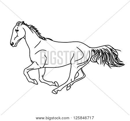 Graphic image of a galloping horse. The outline of a horse on a white background. Vector illustration