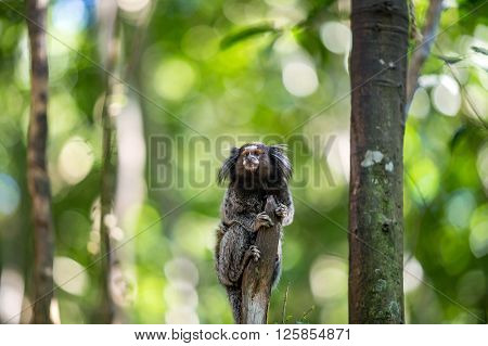 The Common Marmoset
