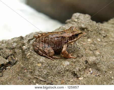 Frogling