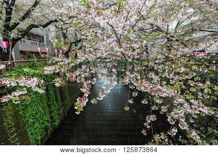 Sakura. Cherry blossom at Meguro Canal in Tokyo Japan.
** Note: Soft Focus at 100%, best at smaller sizes
