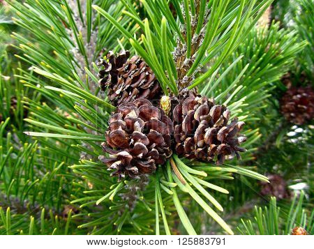 Pine Cones On Branches With Nature Background