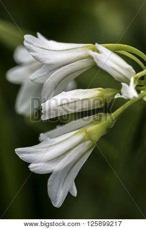Close up of a three cornered leek flower