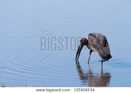 African Openbill Stork Fishing