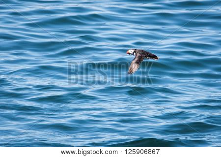 Atlantic Puffin Flying Low