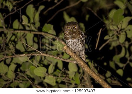 African Barred Owlet At Night