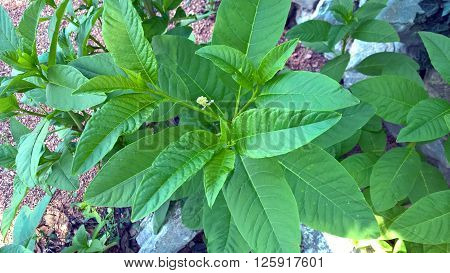 Plant with large green leaves and small white flowers