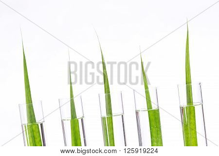 Seedling growing in laboratory undergoing experiment in glass tube
