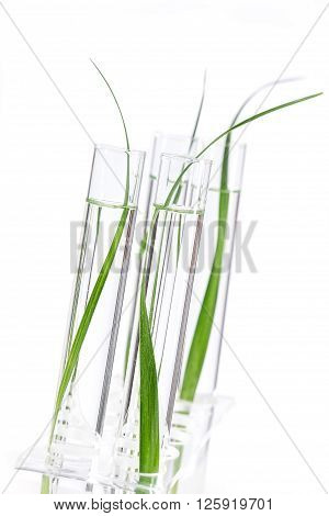 Seedling growing in laboratory undergoing experiment in glass tube