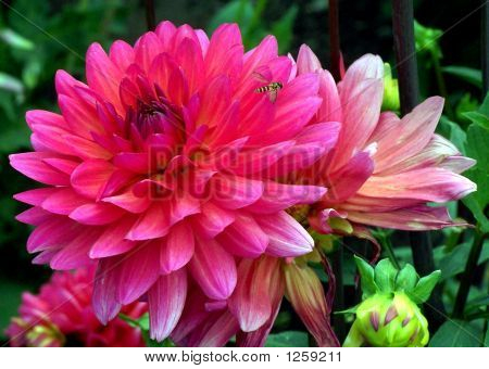 Biene auf Rosa dahlia