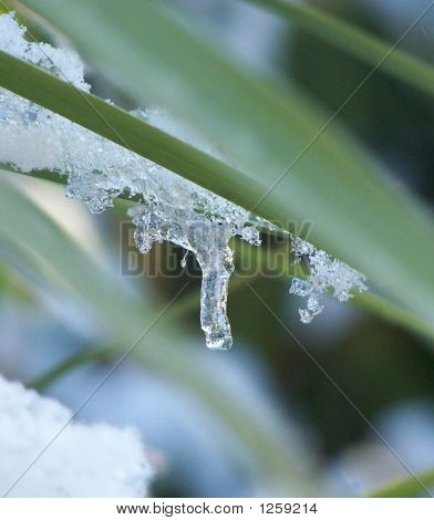 gefrorene Droplet auf Pflanze
