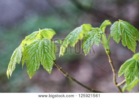 Wet leaves in the forest at spring