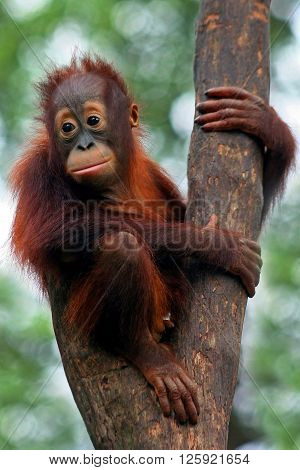 Baby monkey on a tree looking in distance
** Note: Visible grain at 100%, best at smaller sizes