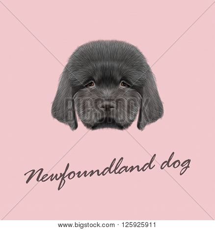 Cute fluffy black face of domestic dog on pink background.