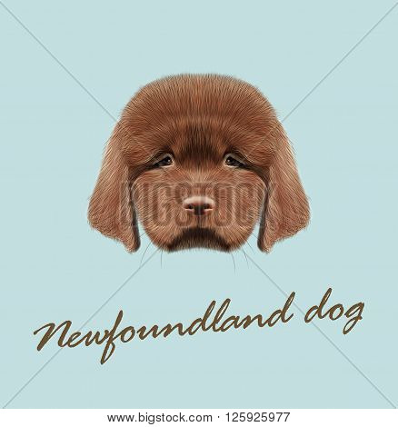 Cute fluffy red face of domestic dog on blue background.