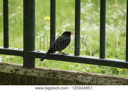 A Blackbird! :) Photo by Sachin Tempini. Do you want support me? Buy it. :)