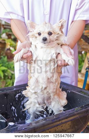 Bath time for white pomeranian shower in garden