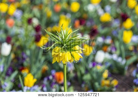 Exotic bright yellow flower on green field