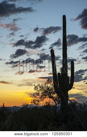 Sunset in the Sonoran Desert near Tucson Arizona at Saguaro National Park
** Note: Visible grain at 100%, best at smaller sizes