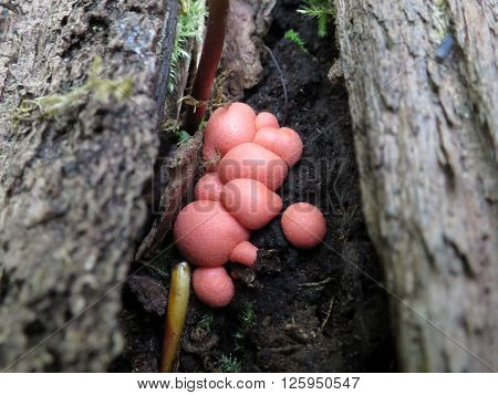 Wolf's Milk Slime Mold - Lycogala epidendrum