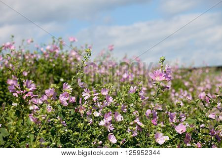 blooming musk mallow(Malva alcea cut-leaved mallow vervain mallow or hollyhock mallow) field in summer