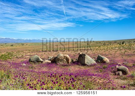 Flowering desert (Spanish: desierto florido) in the Chilean Atacama. The event is related to the El Nino phenomenon
