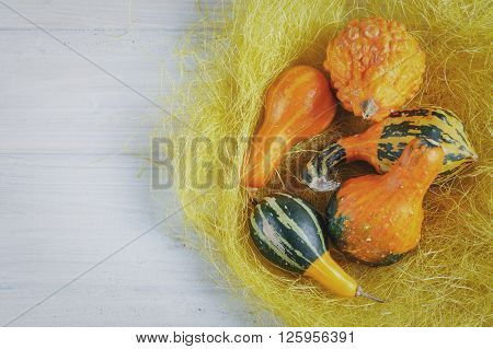 Decorative pumpkins original plant admire miniature fruits of various shapes and colors.
