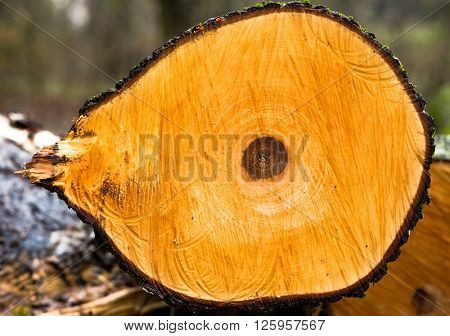 closeup of yellow section of cut tree with dark spot in the middle with marks from a saw