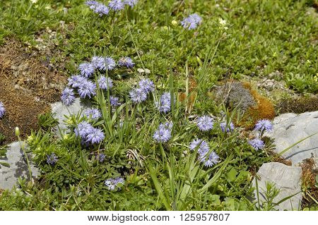 Matted Globularia - Globularia cordifolia Whole plant in alpine turf