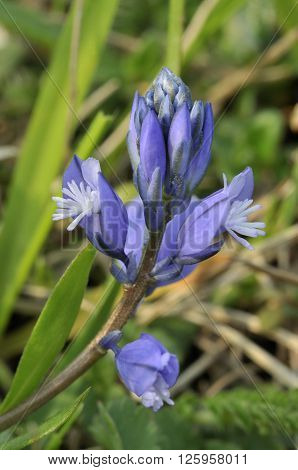 Common Milkwort - Polygala vulgaris Blue form closeup