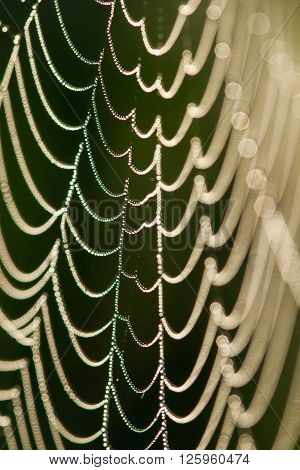 Spider web close-up with dew drops on it