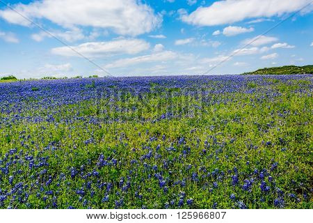 Wide Angle View Of Famous Texas Bluebonnet (lupinus Texensis) Wildflowers