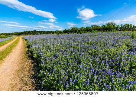 An Old Texas Country Dirt Road in a Field Full of the Famous Texas Bluebonnet (Lupinus texensis) Wildflowers. An Amazing Display at Muleshoe Bend in Texas.