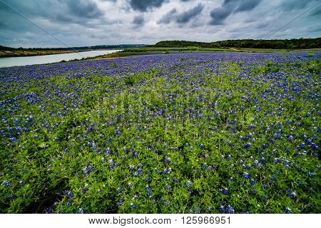 Wide Angle View Of Famous Texas Bluebonnet (lupinus Texensis) Wildflowers